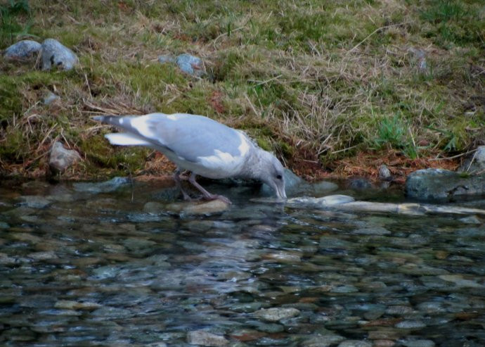 逆流而上,加拿大威化溪三文鱼洄游之旅