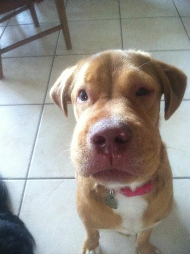 被蜜蜂蛰狂奔的动物,被蜜蜂蛰了的小动物的图片可爱