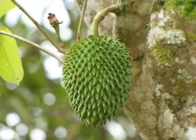 帕劳旅游免费玩,帕劳2019年能去旅游吗