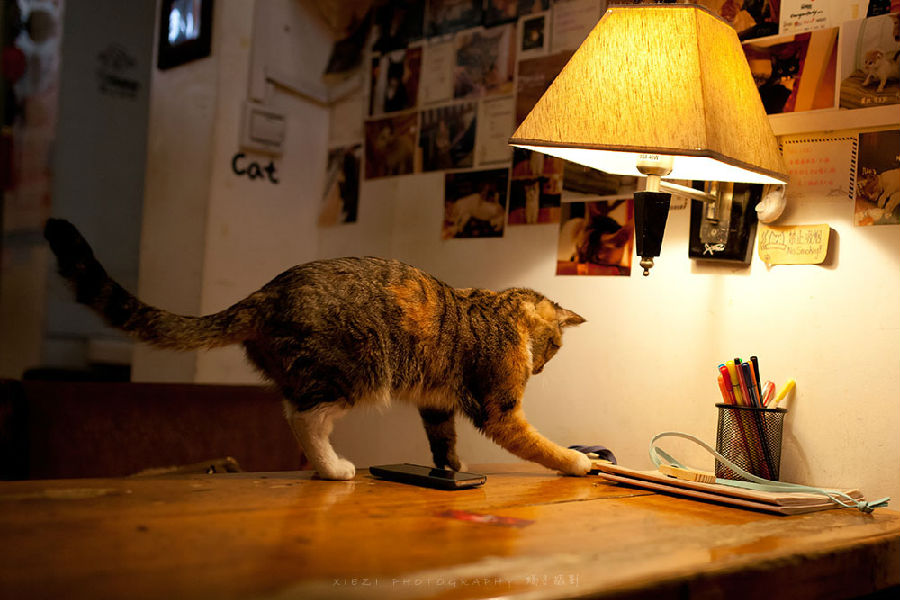 西安还有这么一个地方可以让你被猫咪围绕，享受当铲屎官的感觉