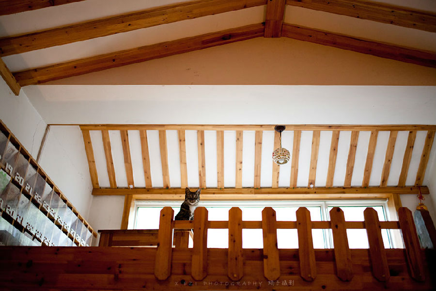 西安还有这么一个地方可以让你被猫咪围绕，享受当铲屎官的感觉