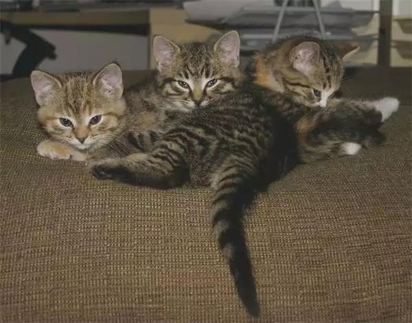 酒店枕头中间有个洞是做什么用的,酒店客房枕头都有哪些