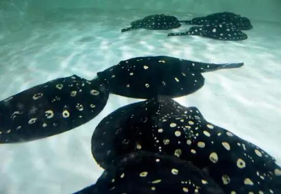 原生魟鱼,魟鱼原生态生活