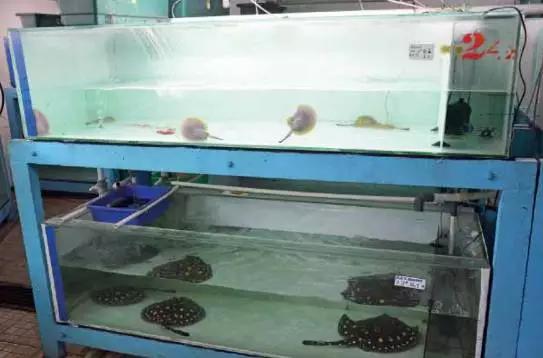 原生魟鱼,魟鱼原生态生活