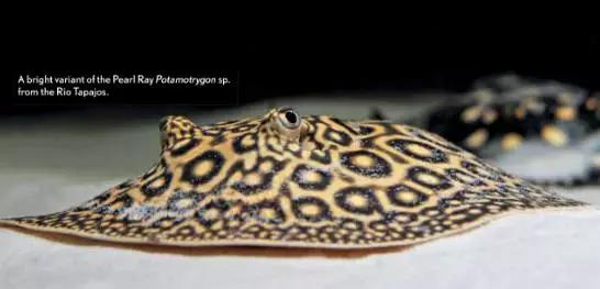 原生魟鱼,魟鱼原生态生活