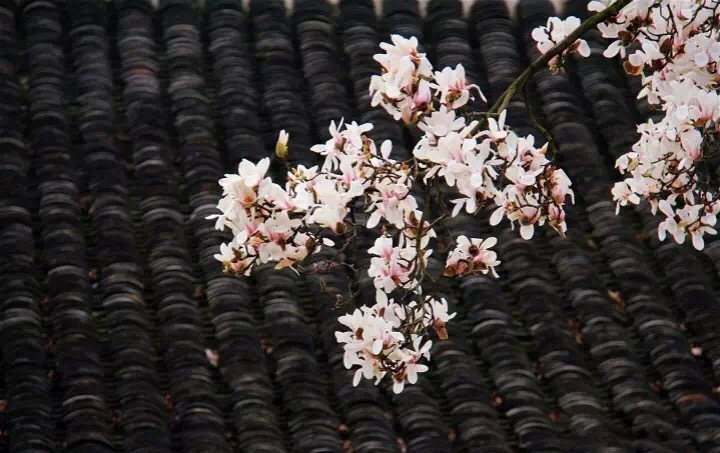 十里春风赏花季,你的朋友圈配词准备好了吗?