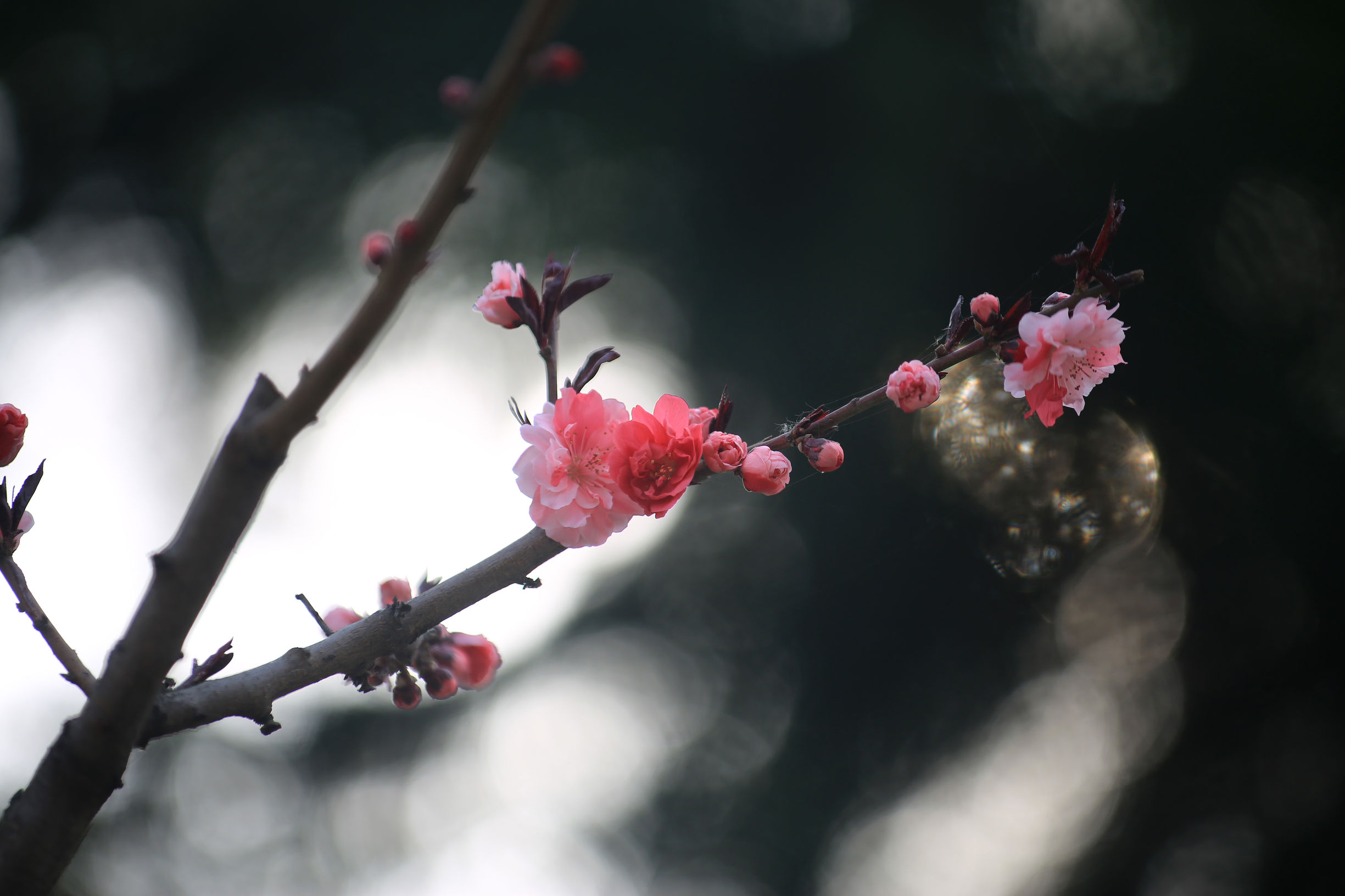 洛阳龙门牡丹园最美牡丹,洛阳国家牡丹园最独特的牡丹