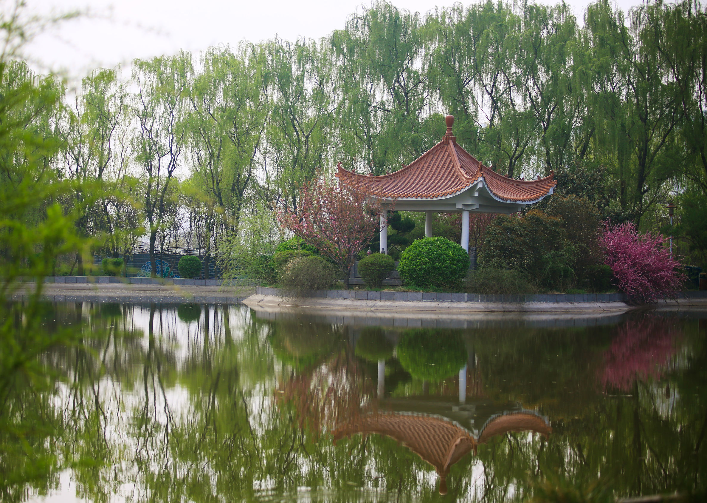 洛阳龙门牡丹园最美牡丹,洛阳国家牡丹园最独特的牡丹