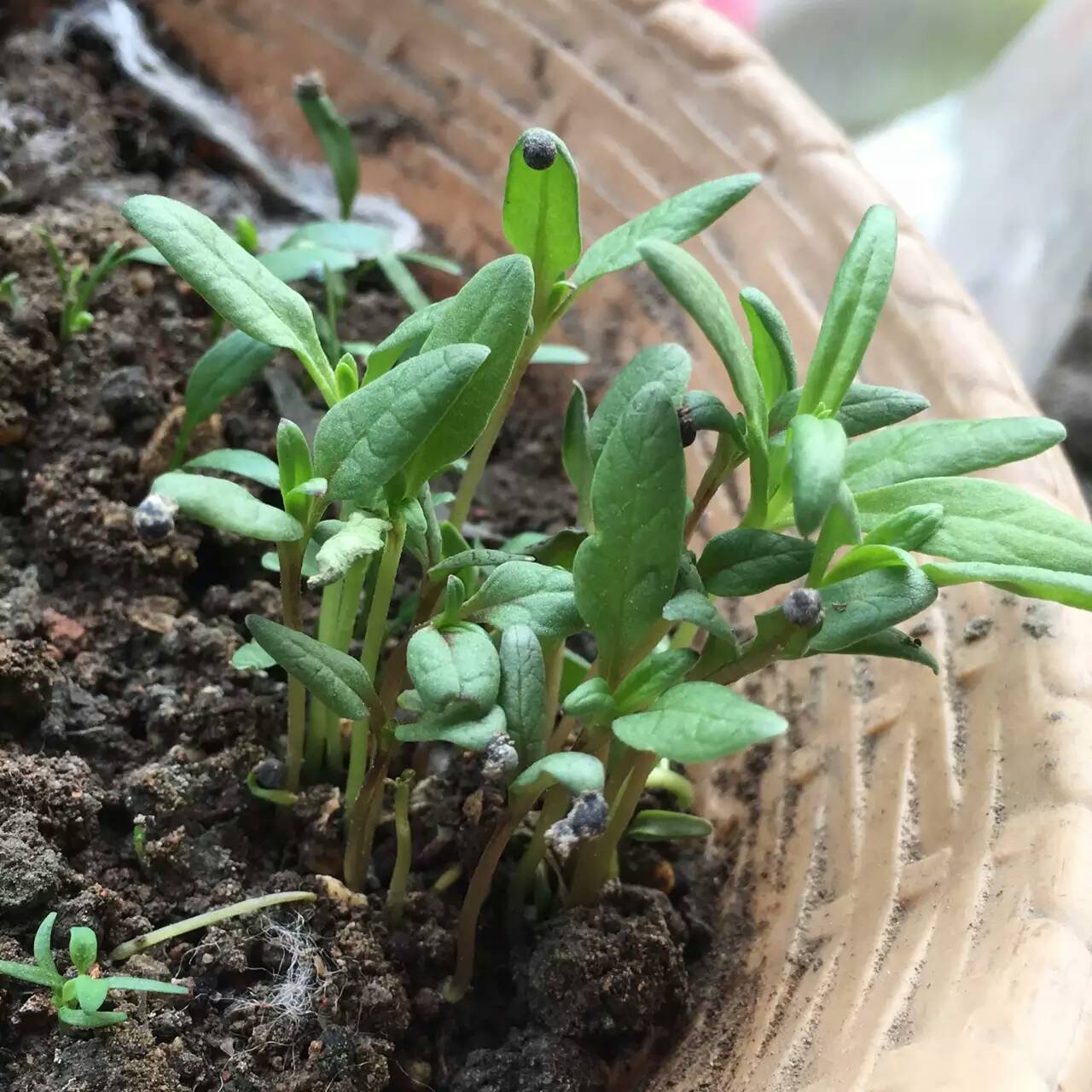 清明小长假打卡成都,懒癌假期