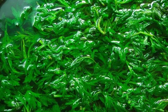 赶在清明之前，为自己做一只青团|一切时节皆与故土食物相关