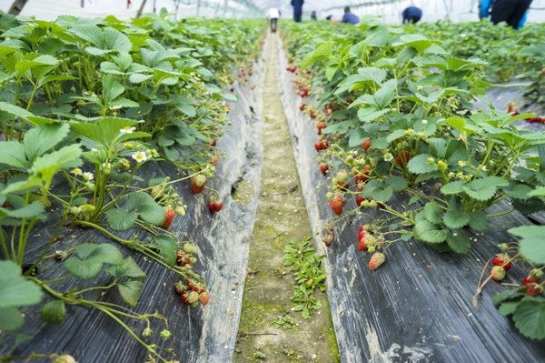 太湖舒畅之旅:乐享田园生活