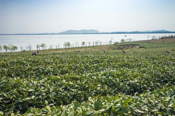 太湖舒畅之旅:乐享田园生活