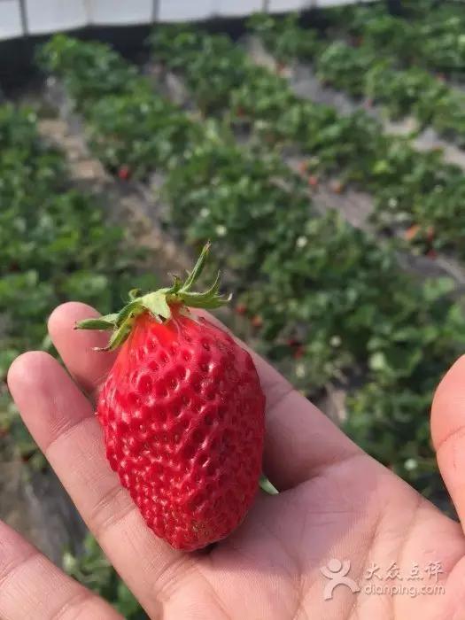 又到草莓时节,天津采摘草莓好又便宜的地方