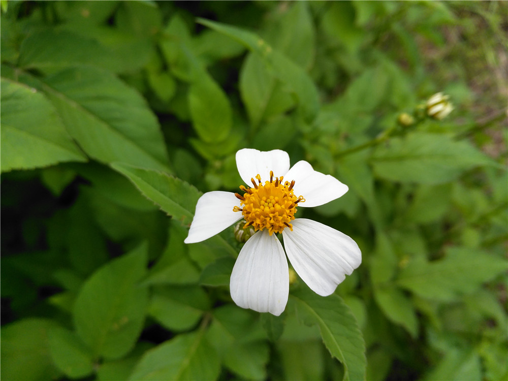 smartisan最好的手机,smartisant2值得买吗