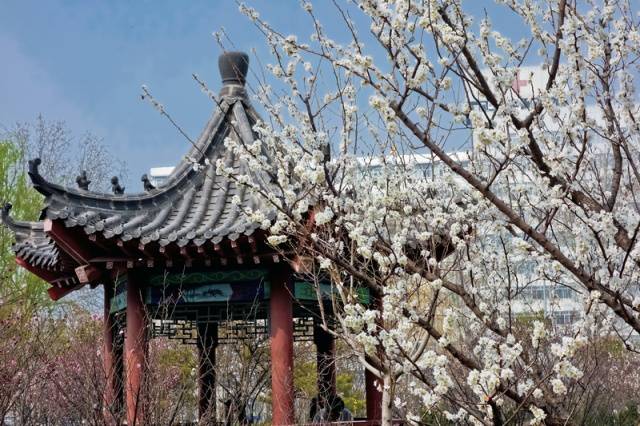 趣谈山大趵突泉校区,春风十里不如你