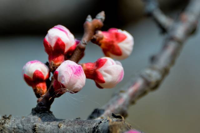 趣谈山大趵突泉校区,春风十里不如你