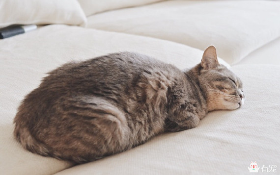 喵星人形象演绎痛经到底有多痛？