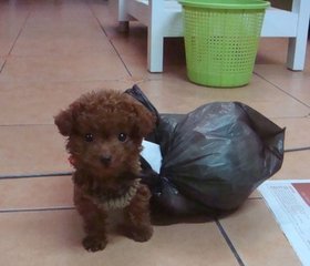 泰迪狗的毛变白是怎么回事,泰迪毛褪色怎么回事