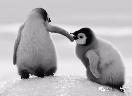 女子在酒店被陌生男人相救,女孩被歹徒劫持却遇上特种兵