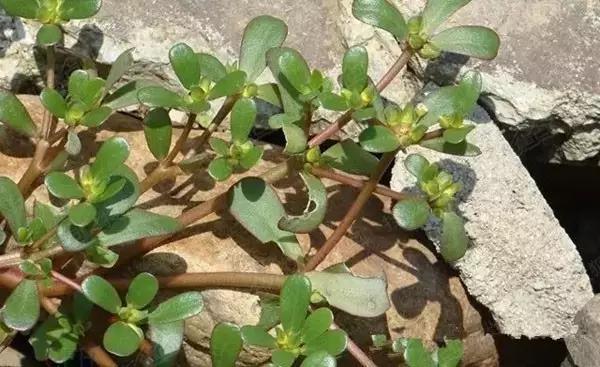 这些野果你都吃过吗,这些童年的美味野果