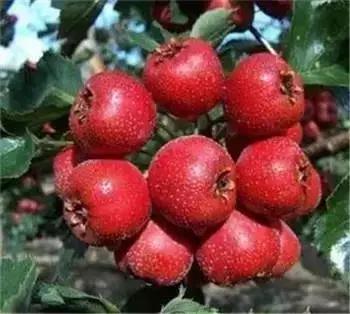 辽宁省特产别的省份吃不到的,辽宁的十大特色水果