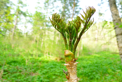 现在的蔬菜太贵了挖点野菜吃,物价上涨的野菜有哪些