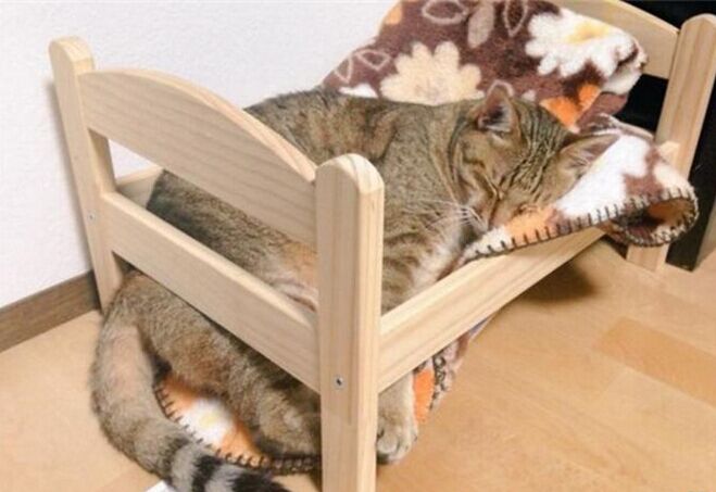 小猫太重在猫爬架摔下来,幼猫被重物砸蜷缩在角落