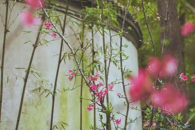 他在这里盖房子时,日本人还没学会唐风