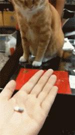 有一只会关心主人的喵星人可真好！