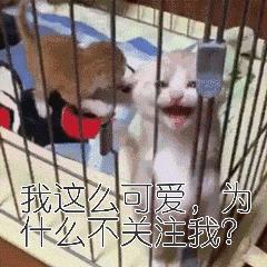 图便宜买的东西后悔,美短刚买回来