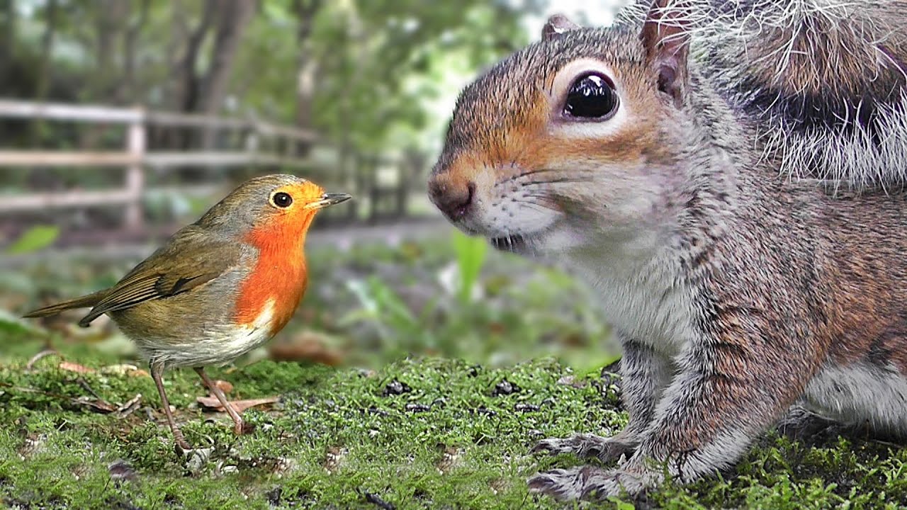 怎么合理养松鼠,大松鼠如何照顾小松鼠的