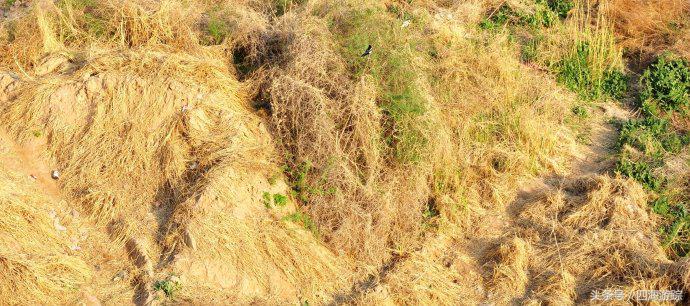 黄河之水天上来山西之旅壶口瀑布,山西黄河壶口瀑布掠影