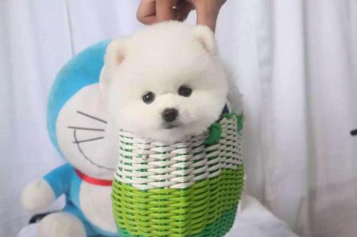 博美便秘吃红薯,博美便秘