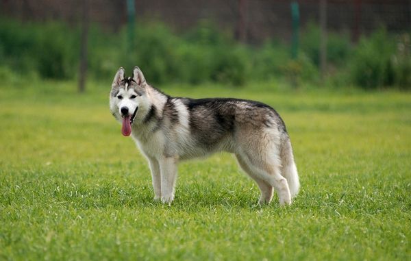 哈士奇西伯利亚雪橇犬拉雪橇,哈士奇西伯利亚雪橇犬走秀