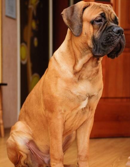 世界名犬视频,世界名犬斗牛