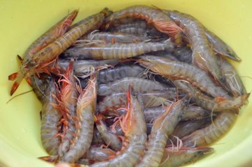 假冒的对虾,南美对虾冒充北极虾