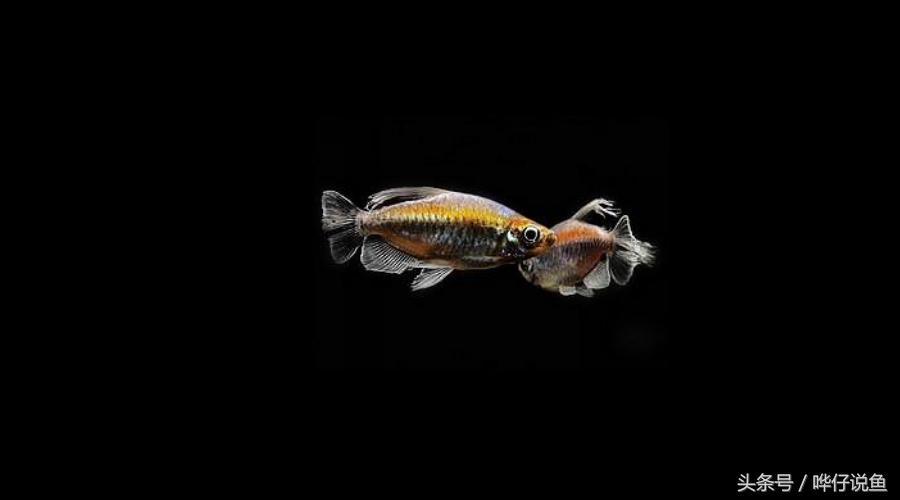 最漂亮的鱼缸大全,六大美女都有哪些