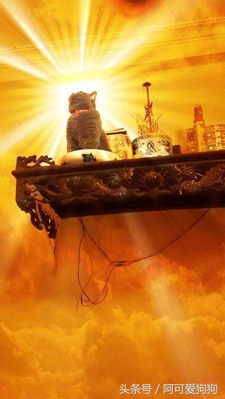 有一只会关心主人的喵星人可真好！