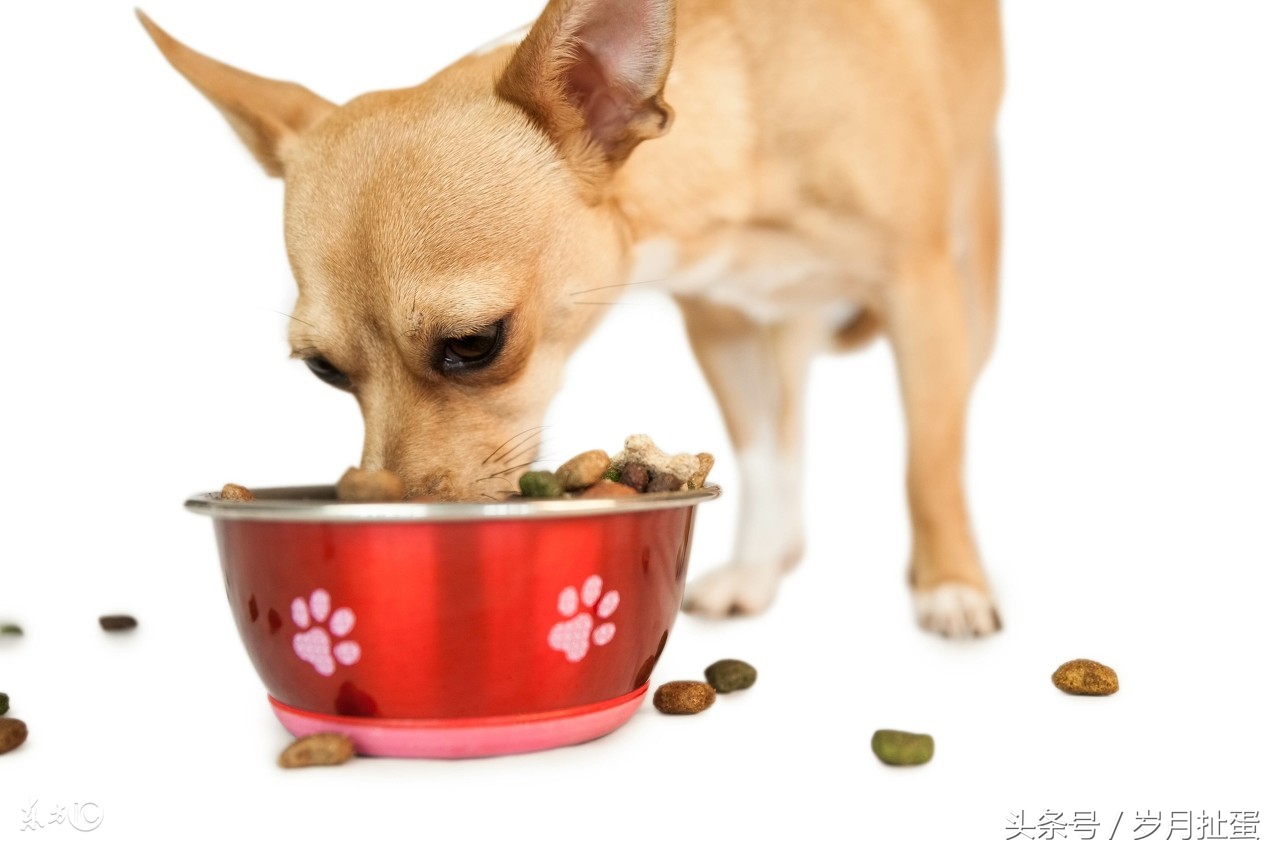 冬至御寒狗肉煲,五仙风雨乐逍遥