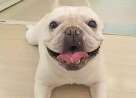 天气降温狗狗拉肚子怎么办,斗牛犬天气太热喘气怎么办