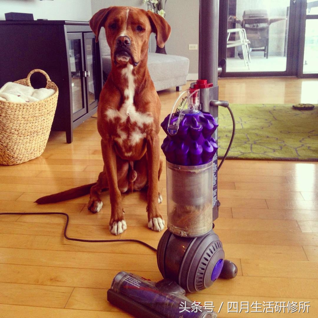 家有毛孩子日常,家有毛孩子的陪伴不孤单