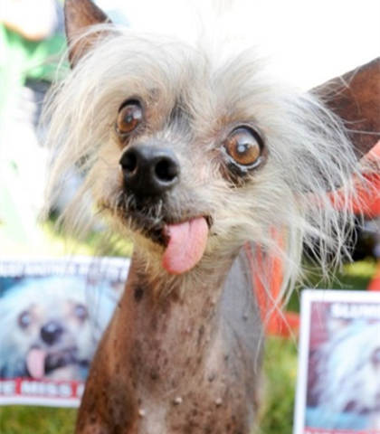 最丑的宠物狗是什么品种,最丑的宠物狗品种大全