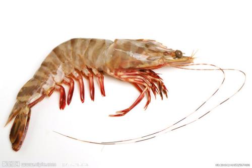 假冒的对虾,南美对虾冒充北极虾