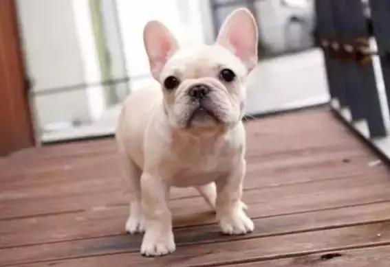 天气降温狗狗拉肚子怎么办,斗牛犬天气太热喘气怎么办