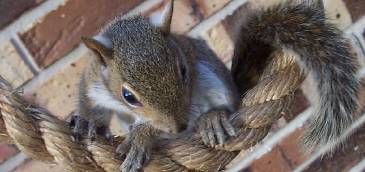 怎么合理养松鼠,大松鼠如何照顾小松鼠的