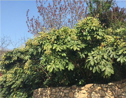 绿色的青蛙泡酒治疗风湿病,老鹳草泡酒治风湿最佳搭配