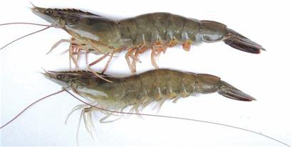 假冒的对虾,南美对虾冒充北极虾