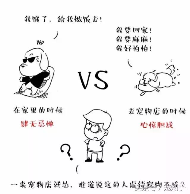 为什么狗总是害怕去宠物店,狗为什么总是害怕进宠物店