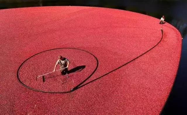 蔓越莓背后的神秘传说,她是个有故事的水果