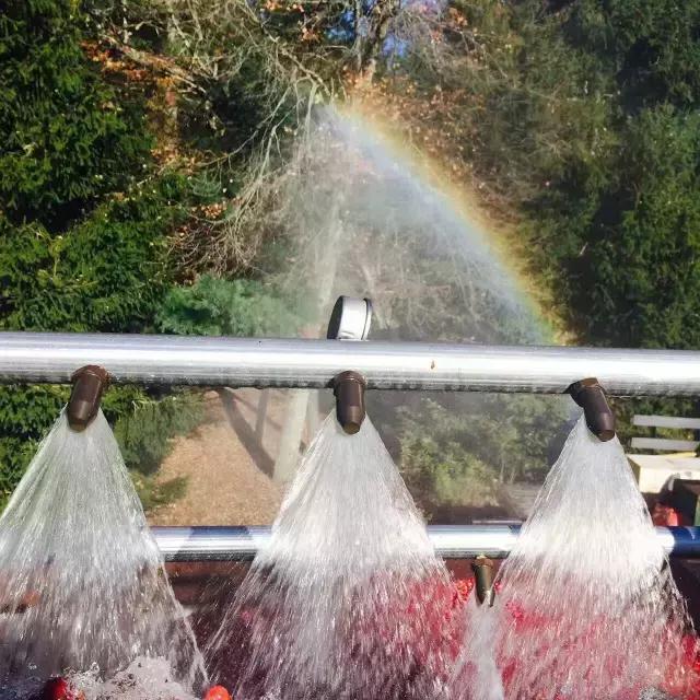 蔓越莓背后的神秘传说,她是个有故事的水果